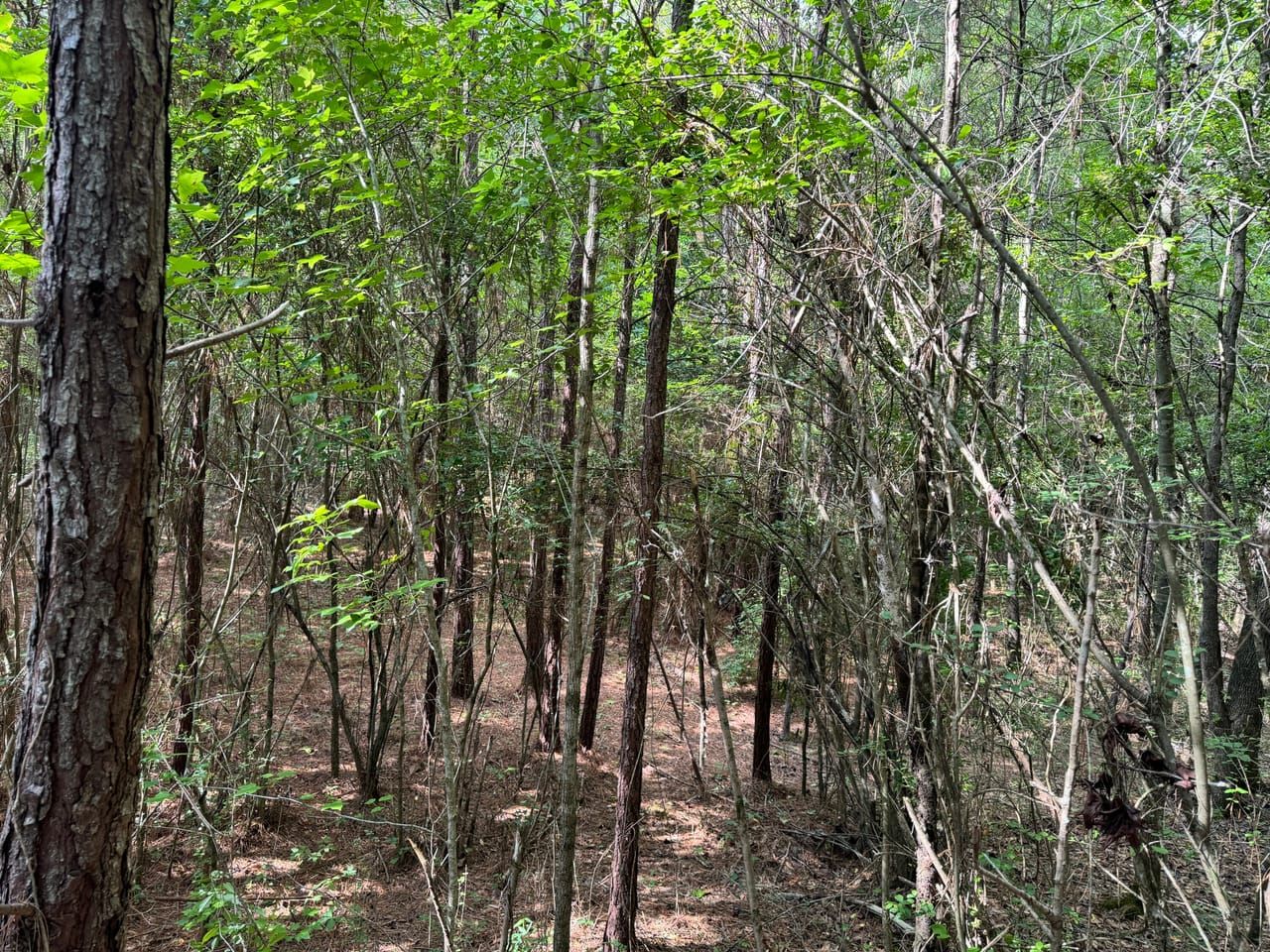 Land Listing Agent Photo