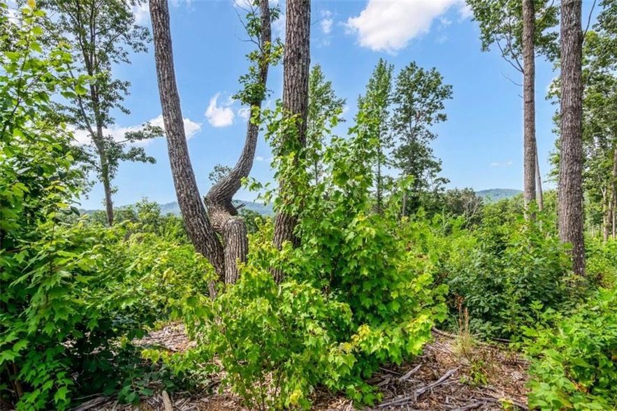 Land Listing Agent Photo