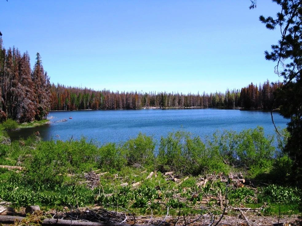 Main Listing Image